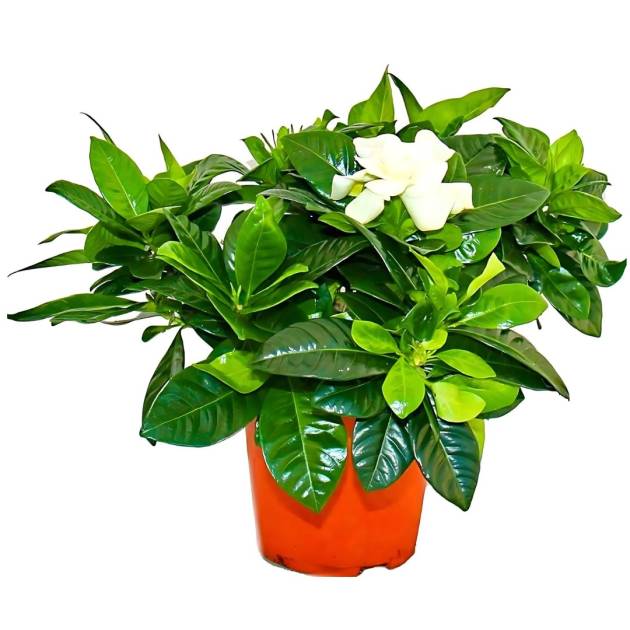 Gardenia