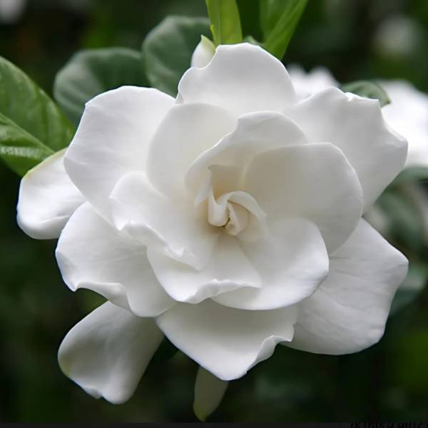 Gardenia - Image 2