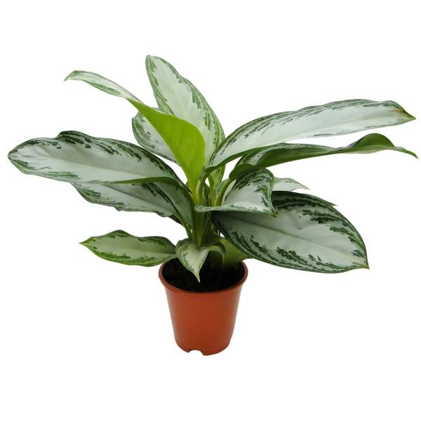 Aglaonema Red/Sliver - Image 2