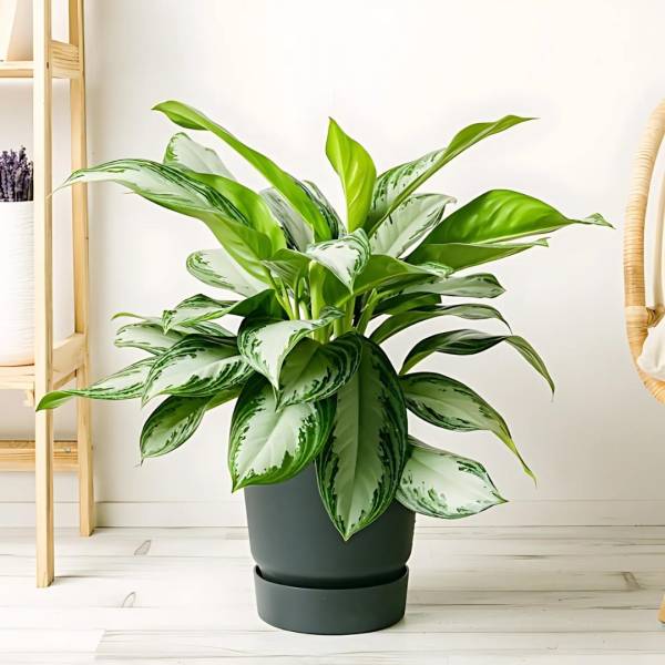 Aglaonema Red/Sliver