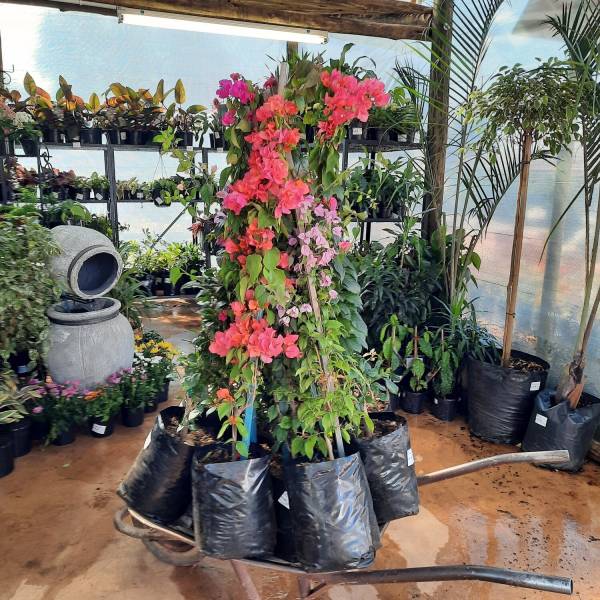 Bougainvillea 4 Stick 10l/30l - Image 2