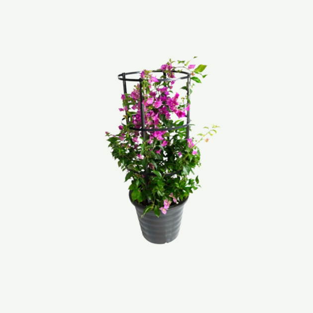 Bougainvillea 4 Stick 10l/30l