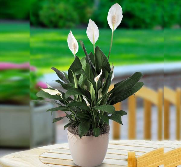 Spathiphyllum (Peace lily)