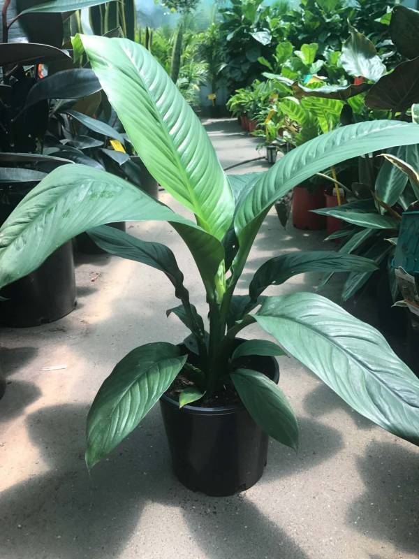 Spathiphyllum (Peace lily) - Image 3