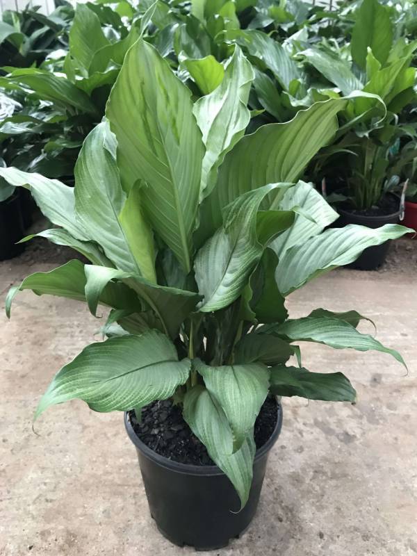 Spathiphyllum - Image 2