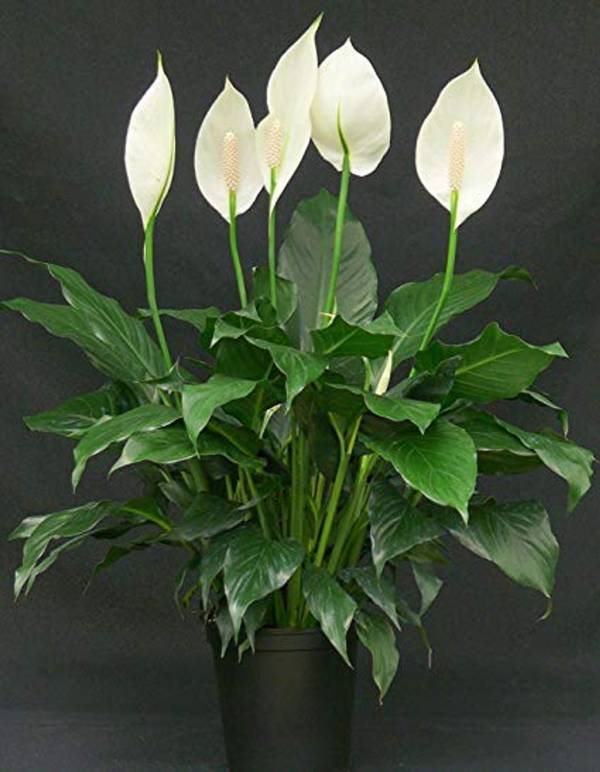 Spathiphyllum - Image 3
