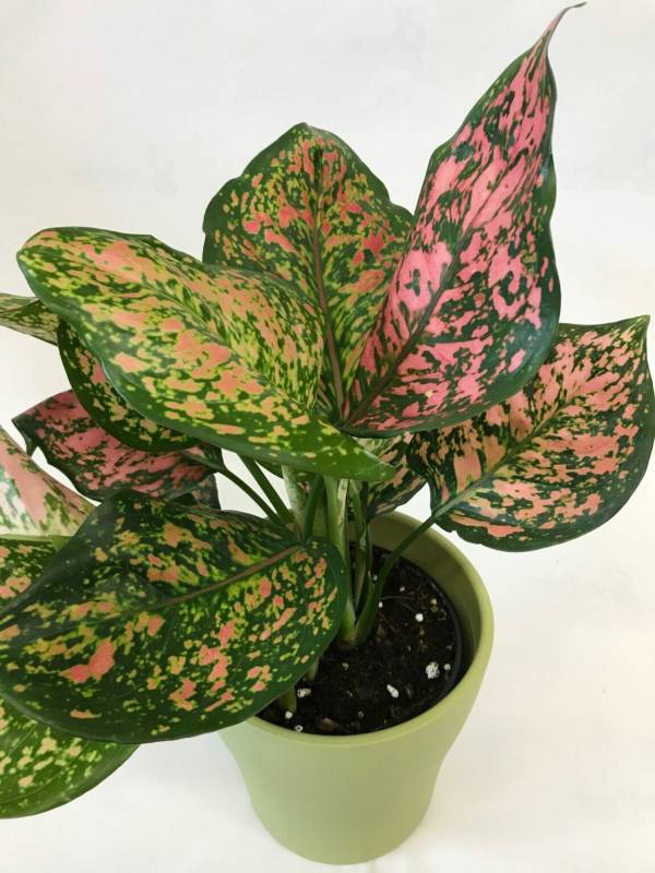 Aglaonema Red/Sliver - Image 3