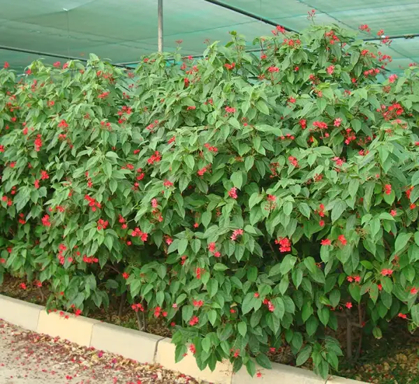 Jatropha integerrima
