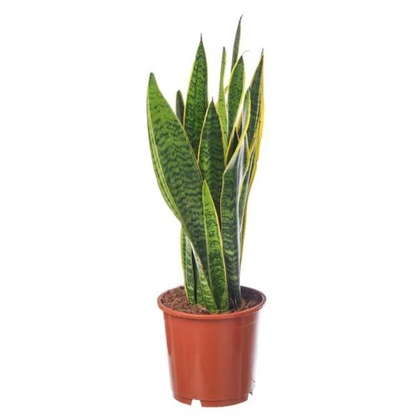 Sansevieria (Snake Plant) - Image 3