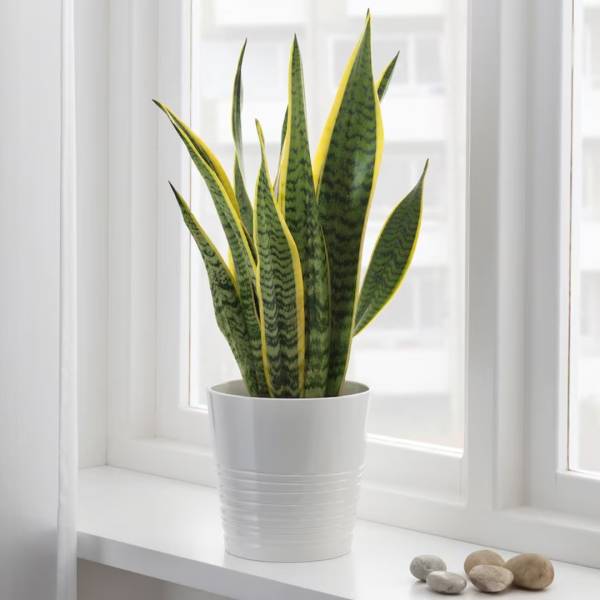 Sansevieria (Snake Plant)