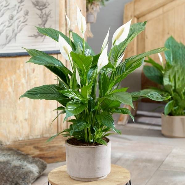 Spathiphyllum (Peace lily) - Image 2