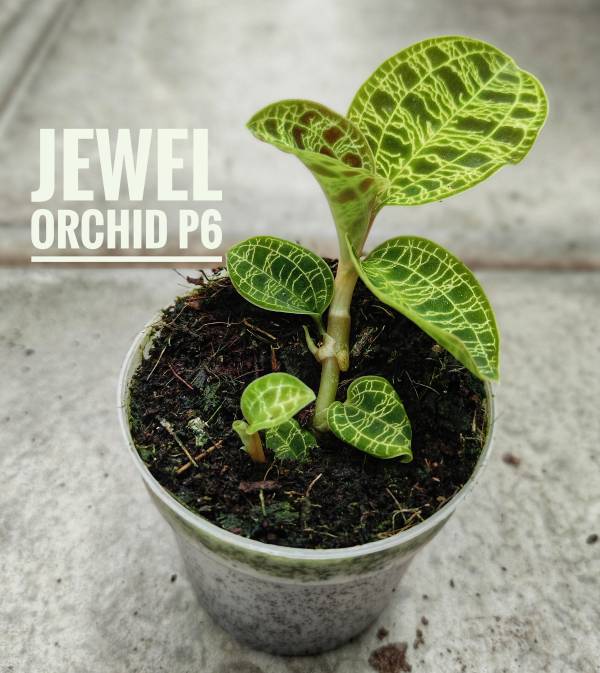 Ludisia discolor 'Jewel Orchid' - Image 3