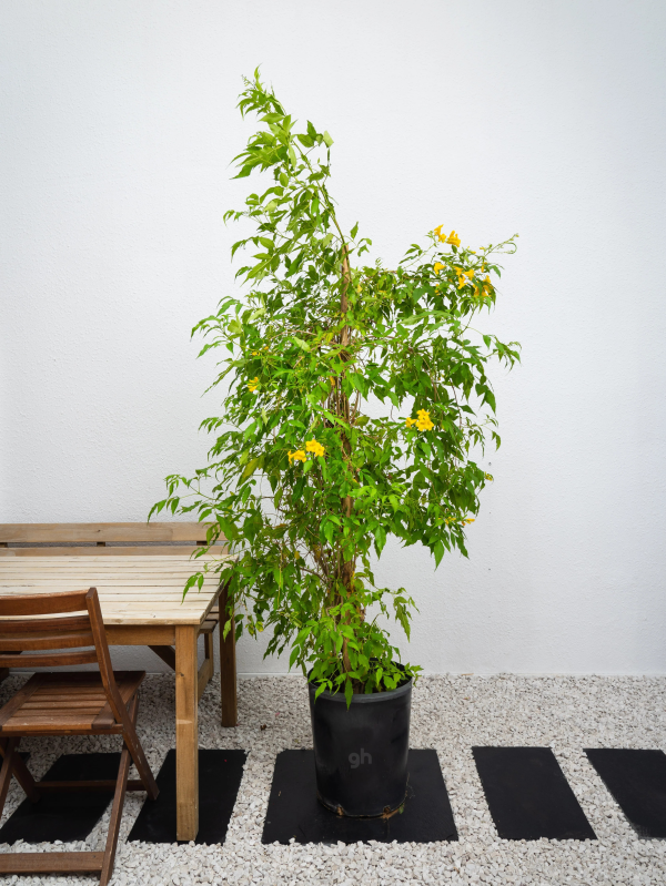 Tecoma stans 'Yellow Bells'