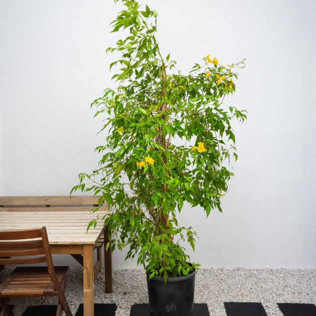 Tecoma stans 'Yellow Bells'