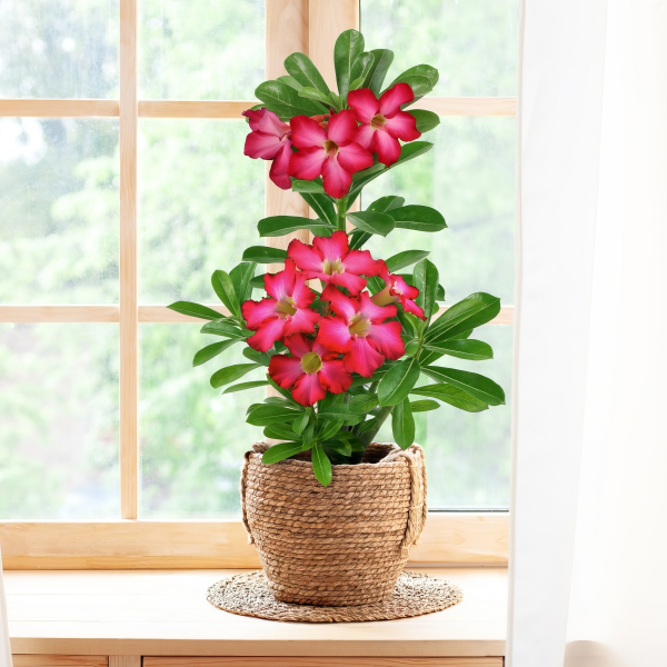 Adenium obesum 'Desert Rose'