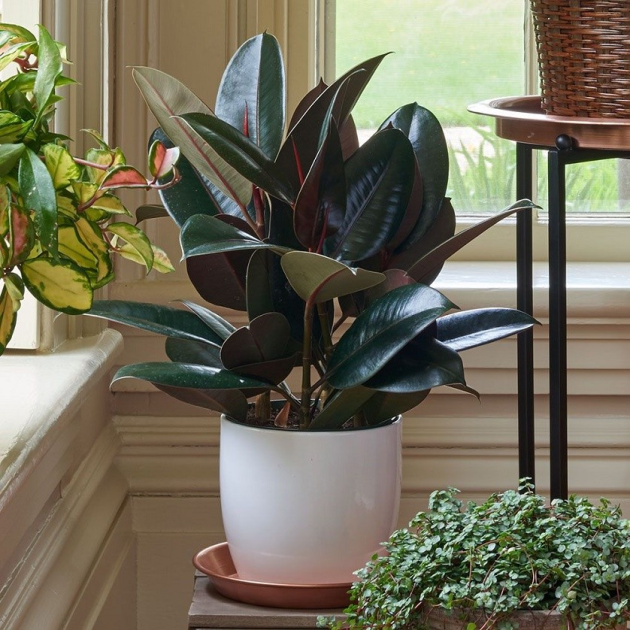 Fixus elastica 'Rubber plant'
