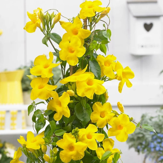 Mandevilla 'Rocktrumpet'