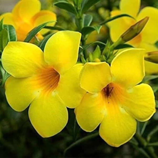 Mandevilla 'Rocktrumpet' - Image 2