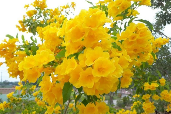 Tecoma stans 'Yellow Bells' - Image 2