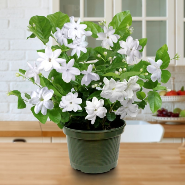 Jasminum sambac 'Arabian jasmine'