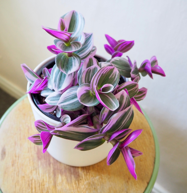 Tradescantia pallida 'Purple Heart'