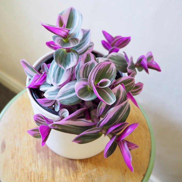 Tradescantia pallida 'Purple Heart'