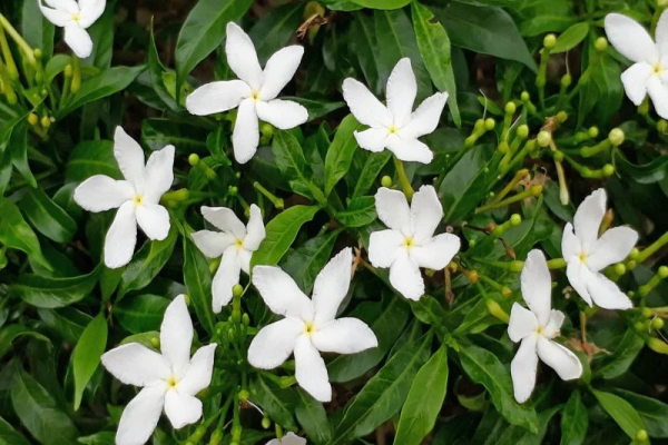 Jasminum sambac 'Arabian jasmine' - Image 2