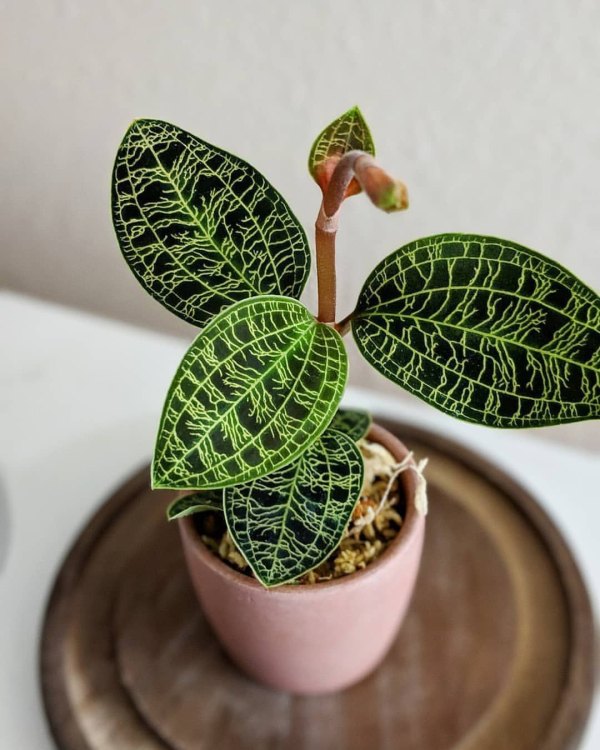 Ludisia discolor 'Jewel Orchid'