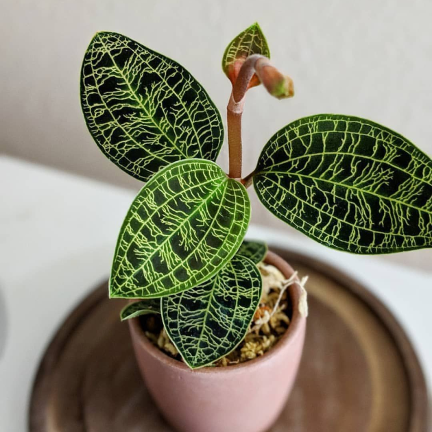 Ludisia discolor 'Jewel Orchid'