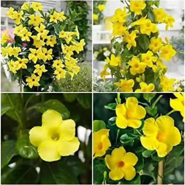 Mandevilla 'Rocktrumpet' - Image 3
