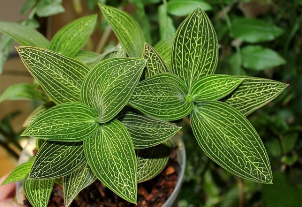 Ludisia discolor 'Jewel Orchid' - Image 2