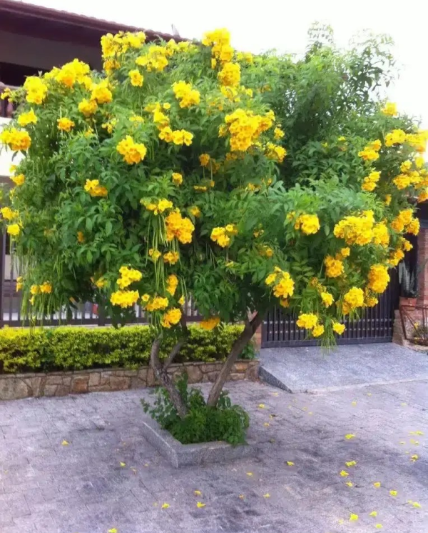 Tecoma stans 'Yellow Bells' - Image 3