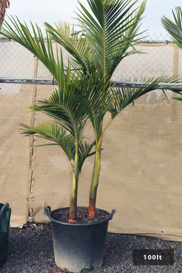 Archontophoenix cunninghamiana 'Bangalow Palm' - Image 3