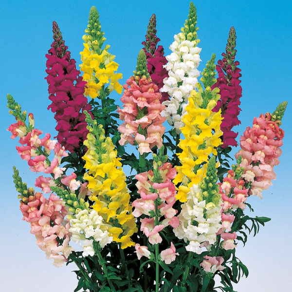 Antirrhinum majus 'Snapdragon'