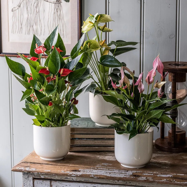 Anthurium andraeanum 'Flamingo Flower' - Image 3