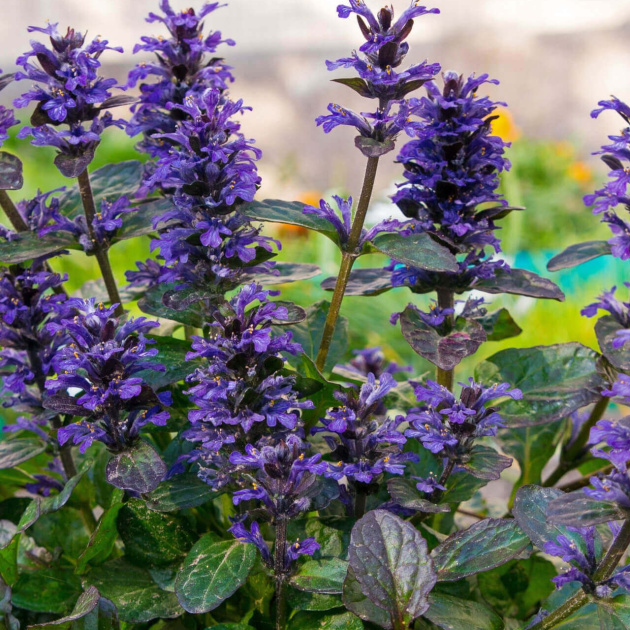 Ajuga reptans 'Carpet Bugleweed'