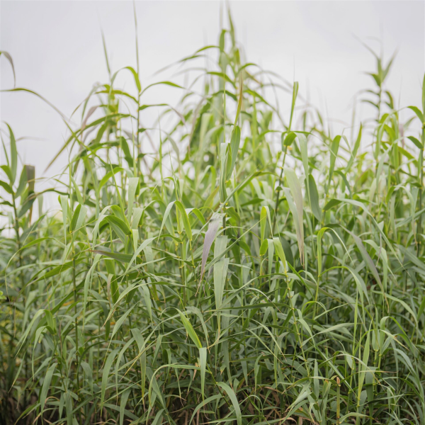 Arundo donax 'Giant Reed'