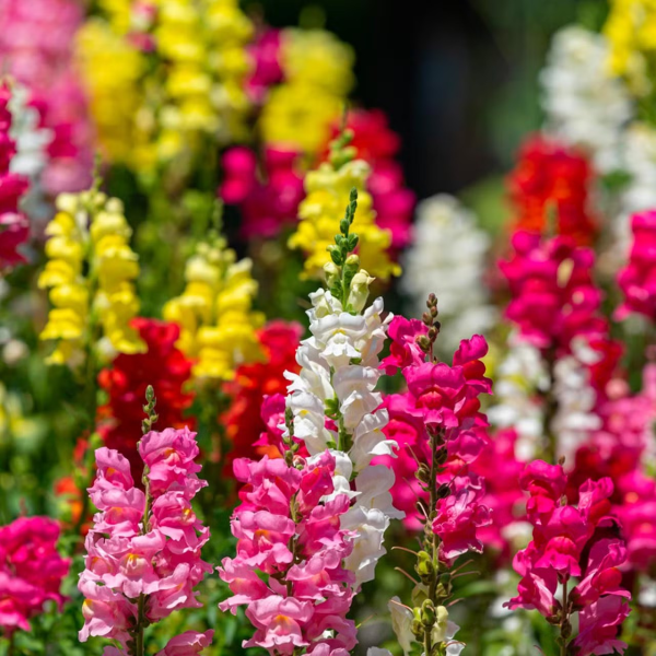 Antirrhinum majus 'Snapdragon' - Image 2