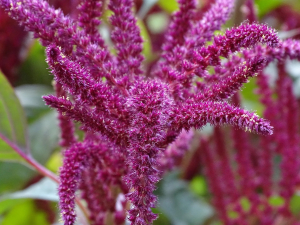 Amaranthus caudatus "Mix Colors" - Image 2