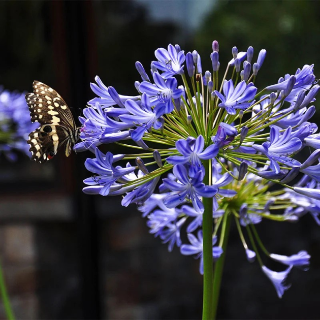 Agapanthus africanus 'African Lily'