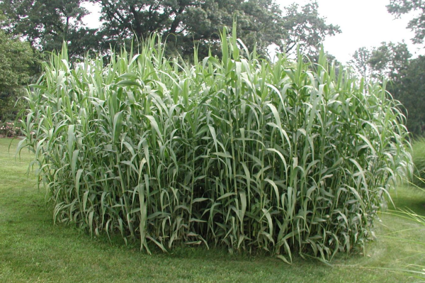 Arundo donax 'Giant Reed' - Image 2
