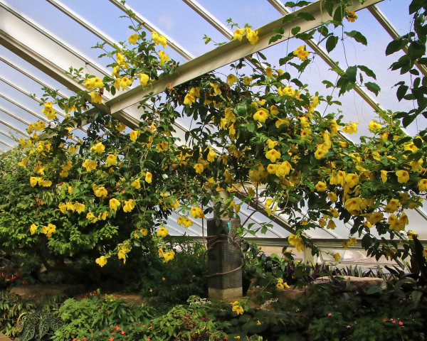 Allamanda cathartica 'Golden Trumpet' - Image 3