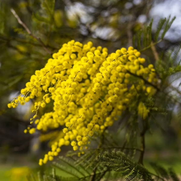 Acacia decurrens 'Black Wattle' - Image 2