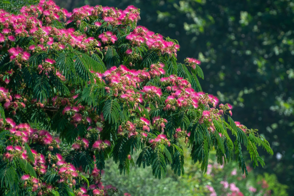 Albizia julibrissin 'Silk Tree'