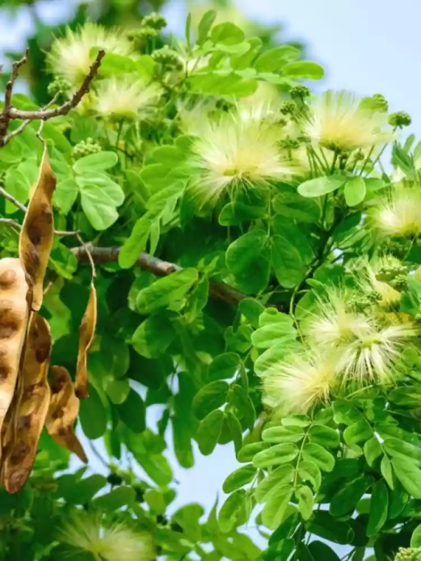 Albizia lebbeck 'Siris Tree' - Image 2