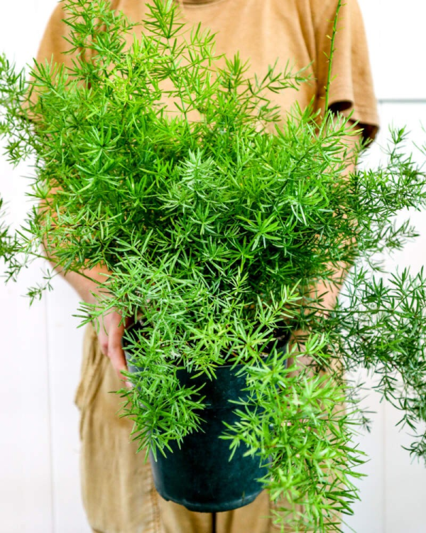 Asparagus sprengeri 'Sprenger's Asparagus Fern' - Image 3