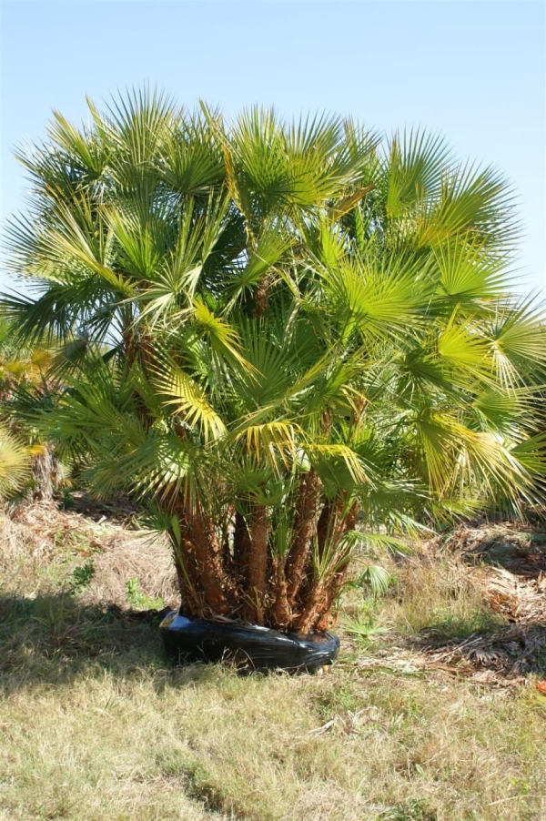 Acoelorraphe wrightii 'Paurotis Palm' - Image 2