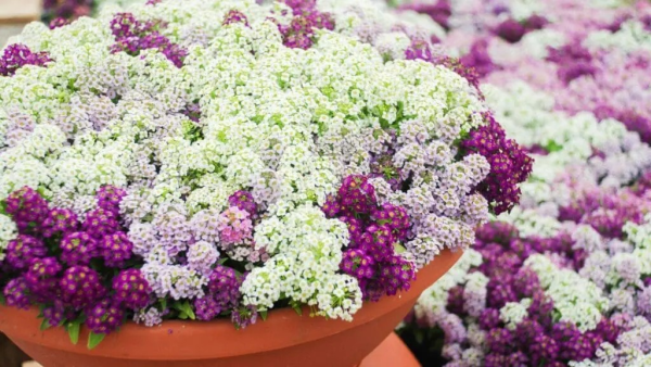 Alyssum maritima "Mix Colors"
