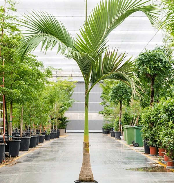 Archontophoenix alexandrae 'Alexander Palm'