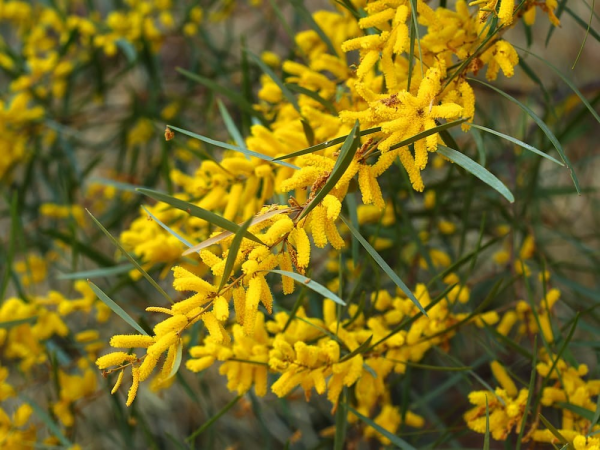 Acacia floribunda 'Gossamer Wattle'